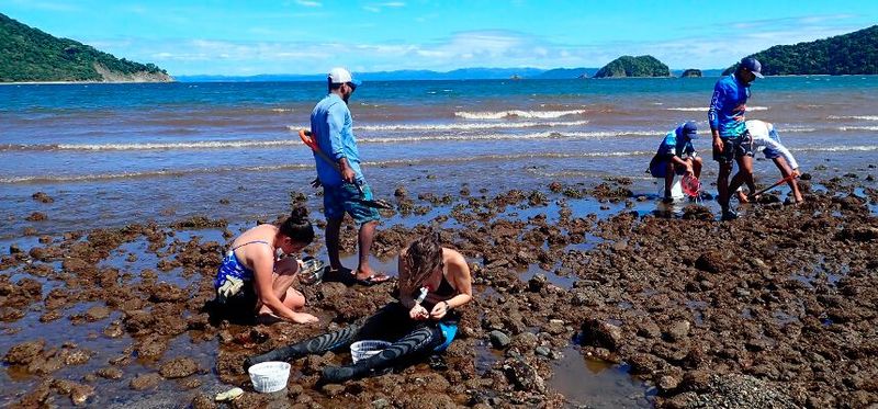 Das Team des Max-Planck-Instituts für Marine Mikrobiologie sammelte an der Küste Panamas Muscheln in Zusammenarbeit mit dem Tauchzentrum Cuajiniquil.(Bild:  © Isidora Morel-Letelier / Max-Planck-Institut für Marine Mikrobiologie)
