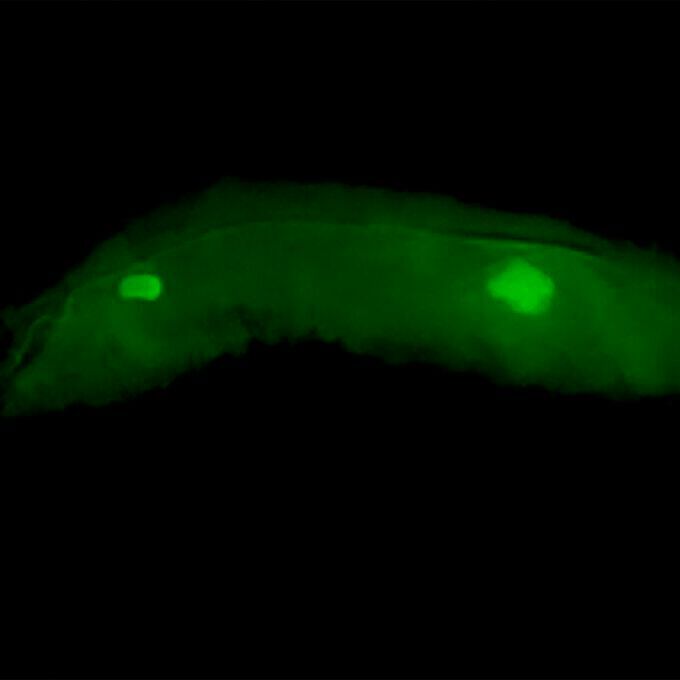 A translucent fruit fly larvae glows where a green fluorescent protein (GFP) is being expressed by codons that are rare in the fly genome. Only two tissues, the brain (left) and testis (right) are capable of expressing this version of GFP.