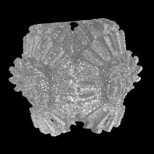 Das SKZ untersucht mithilfe der S1 auch die Auswirkungen verschiedener Strahlmittel auf die Oberflächenqualität. Dieses Bild zeigt ein Brain Gear, das mit Glasperlen gestrahlt wurde. Es zeigen sich deutlich Einschlüsse und eine unebenere Oberfläche.(Bild:  SKZ)