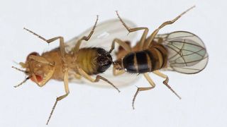 Paarungsversuch zwischen zwei Drosophila-Männchen. (Bild: Benjamin Fabian, Max-Planck-Institut für chemische Ökologie)