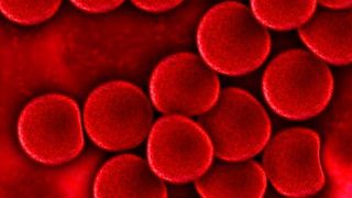 Neue Adern entstehen nur dann, wenn im Körper ein Blutfluss registriert wird. PIEZO 1 ist der Sensor, der das strömende Blut wahrnimmt.  (gemeinfrei)