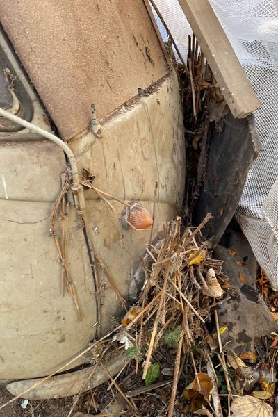 Dass die letzten fast 55 Jahre dennoch nicht spurlos an dem Wolfsburger vorbeigingen, ist nachvollziehbar. Laub und Erdreich setzten dem Bus untenherum schon etwas zu. (Bild: Ascari)