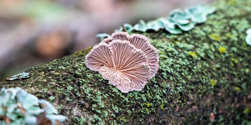 In der Natur wächst der Gemeine Spaltblättling auf totem Holz und bildet Fruchtkörper, die in weiten Teilen der Welt als Speisepilz gelten.(Bild: ©  Barbora Batokova - stock.adobe.com)