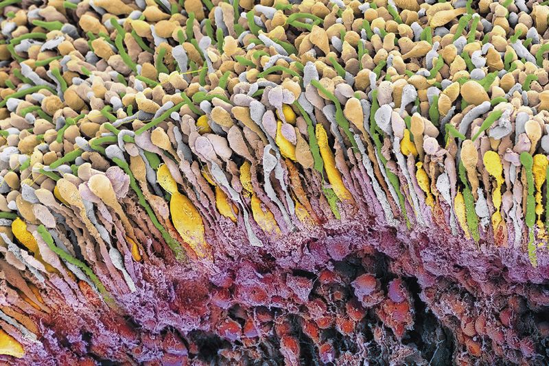 Die Netzhaut des Auges. Sie ist ein komplexes neuronales Netzwerk und die erste Stufe der visuellen Wahrnehmung. Über 100 Millionen Sehzellen wird dort ein Abbild der Außenwelt in ein einfaches neuronales Signal umgewandelt. Dieses Signal wird zum optischen Nerv und von dort über Nervenzellen an das Sehzentrum des Gehirns weitergeleitet. (Bild: Bayer)