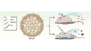 Forscher aus China haben fluorierte Lipopeptide als hochwirksame Antibiotika getestet. (Bild: Wiley-VCH, Angewandte Chemie; https://doi.org/10.1002/ange.202403140)
