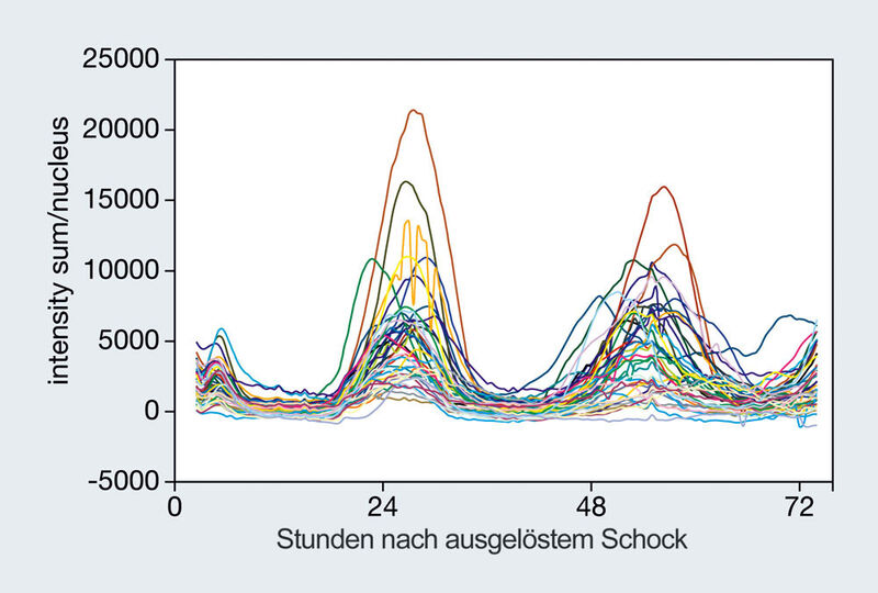 Abb.2a: Fluoreszenzprofile der Zellkerne nach dem Schock. (Archiv: Vogel Business Media)