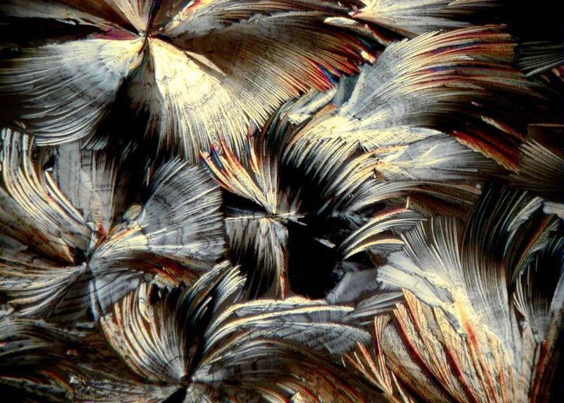 Feine Strukturen fast wie Vogelfedern zeigt die  Kiwi.
Quelle: http://www.unleashed-visions.com  (Ludwig Eckl)