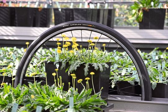 Aus dem gewonnenen Naturkautschuk des Russischen Löwenzahns wird seit 2019 serienmäßig der Fahrradreifen „Urban Taraxagum“ von Continental produziert. Aus dem gewonnenen Naturkautschuk des Russischen Löwenzahns wird seit 2019 serienmäßig der Fahrradreifen „Urban Taraxagum“ von Continental produziert.