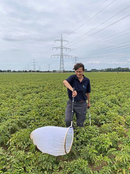 Projektmitarbeiterin Eva Therhaag auf Zikadenfang in Kartoffelfeld mit SBR-Befall. (Bild: E. Therhaag/JKI)
