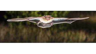 Eine Rauhautfledermaus (Pipistrellus nathusii) (Christian Giese)