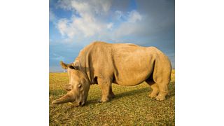 Nashornweibchen Najin im Ol Pejeta Conservancy in Kenia (Ami Vitale)