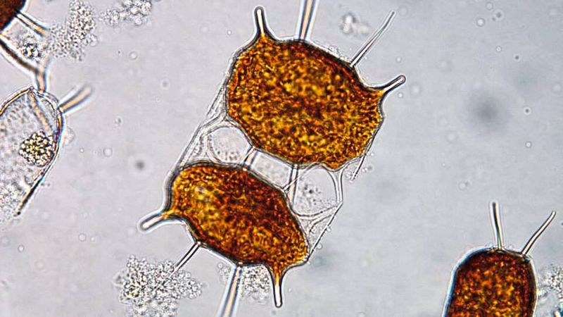 Kieselalgen sind auf unserem Planeten äußerst zahlreich und tragen wesentlich zur Produktion von Sauerstoff bei. Jeden vierten Atemzug verdanken wir ihnen. Und sie haben noch weitere Eigenschaften, die Forscher verblüffen: Kieselalgen leben in Schalen aus Glas, die wie ein Fenster Sonnenlicht hindurchlassen und mit Nanoporen ausgestattet sind.  (Bild: Johannes W. Goessling / NASCADIA-Projekt)