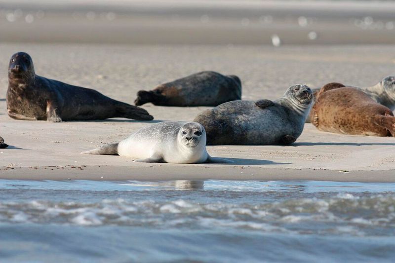 Researchers argue that only vocal learning can explain why harbour seals do not always sound like they look. (Pixabay)