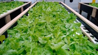 Das gereinigte nährstoffreiche Abwasser der Kläranlage wird in EVOBIO für den hydroponischen Anbau von Salat genutzt. (Fraunhofer EMB)