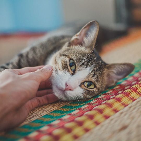 Bacteria can be passed between pets and humans by petting, touching or kissing and through the handling of faeces. (Source:  free licensed /  Pixabay)