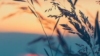 Ein internationales Forschungsteam hat jüngst gezeigt, dass Pflanzen einen Lichtrezeptor auch als Thermosensor nutzen. (gemeinfrei)