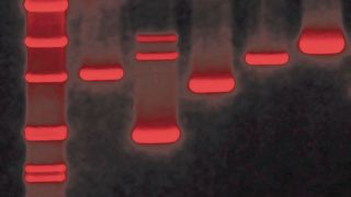 Die umweltfreundliche Färbelösung von Carl Roth erzeugt gut sichtbare Banden auch bei geringer DNA-Konzentration. (Bild: Carl Roth)