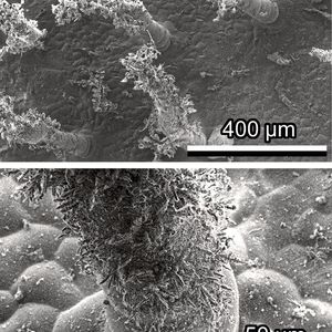 Die Blätter des untersuchten Gänseblümchens Bellis perennis haben feine Härchen. Nur hier bilden sich Eiskristalle, die Blattoberfläche selbst bleibt verschont. (Bild:  Stanislav Gorb)
