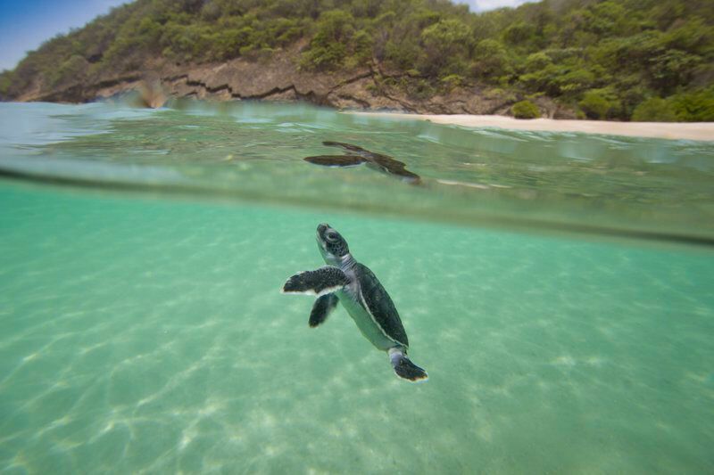 Eine junge Meeresschildkröte, aufgenommen am Playa Brasilon bei Ostional, Nicaragua.  (Hal Brindley)