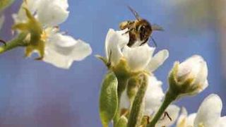 Honigbiene beim Nektarsammeln (Bild: Siemens)