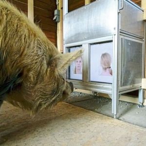 Schweine können sich anhand von bestimmten Merkmalen, wie Nase oder Mund, unser Gesicht einprägen.