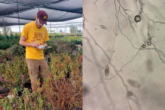 Nick Rajtar, a postdoctoral associate in the College of Food, Agricultural and Natural Resource Sciences, sampling rhododendron plants at a Minnesota nursery (left). The sudden oak death pathogen, Phytophthora ramorum, under the microscope (right).(Source:  University of Minnesota)