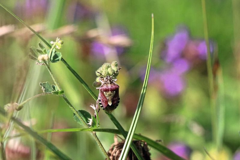 Die Beerenwanze (Dolycoris baccarum) ist eine der weniger Arten, die bisher kaum zurückgegangen sind. Andere Arten sind im untersuchten Zeitraum auf einzelnen Flächen schon ganz verschwunden.  (Dr. Stefan Seibold / TUM)