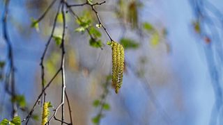 Birkenpollen versetzten das Immunsystem vieler Allergiker jedes Jahr auf's Neue in Alarmbereitschaft und sind häufiger Auslöser von allergischem Asthma (Symbolbild). (gemeinfrei)