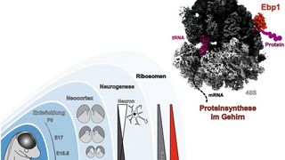 Momentaufnahme der Proteinherstellung während der Gehirnentwicklung (M.L. Kraushar/ Charité)