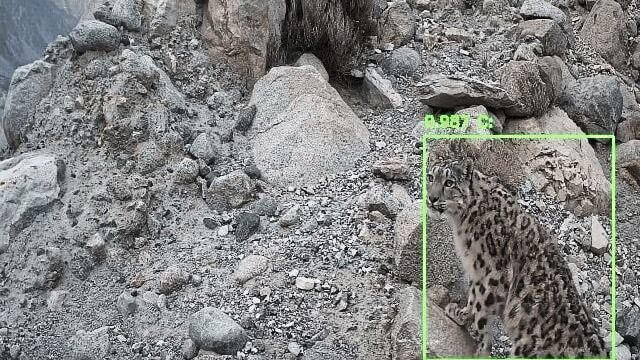 Der Schneeleopard: eines der scheuesten Raubtiere der Welt. (Bild:  Raspberry Pi)