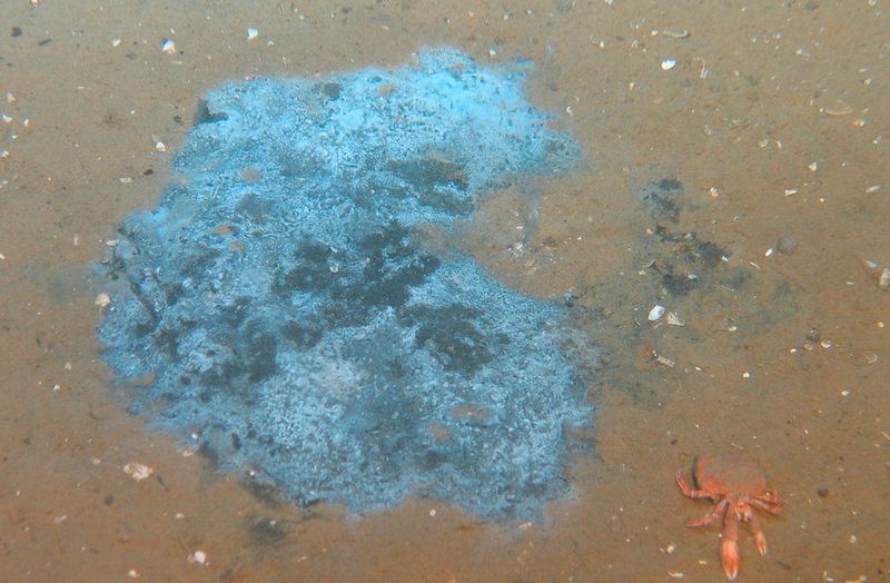 Methanzehrende Bakterienmatten am Meeresboden (ROV KIEL6000, GEOMAR)