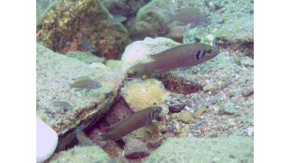 A group of cooperatively breeding cichlids of the species Neolamprologus pulcher in Lake Tanganyika, with the dominant breeding pair (largest fish) and brood care helpers of different ages (smaller fish).  (Source: © Dario Josi)