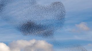 Workloads mit großen Datenmengen eigenen sich am besten für den Cloud-Betrieb. (Bild: © AnnaReinert - stock.adobe.com)