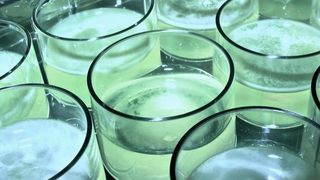 In solchen Kulturschalen mit verschiedenen Linien von Pseudomonas fluorescens haben Forscher die Entstehung einfacher fortpflanzungsfähiger Zellverbände aus Einzelzellen beobachtet. (Gayle Ferguson )