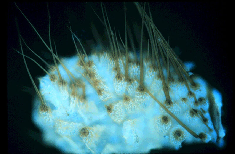 Fluoreszenz-fotomikrografische Aufnahme der Pheromondrüse am Hinterleib eines Tabakschwärmerweibchens, wo die Biosynthese des Sexuallockstoffs stattfindet. (Bild: Aleš Svatoš, MPI chem. Ökol.)