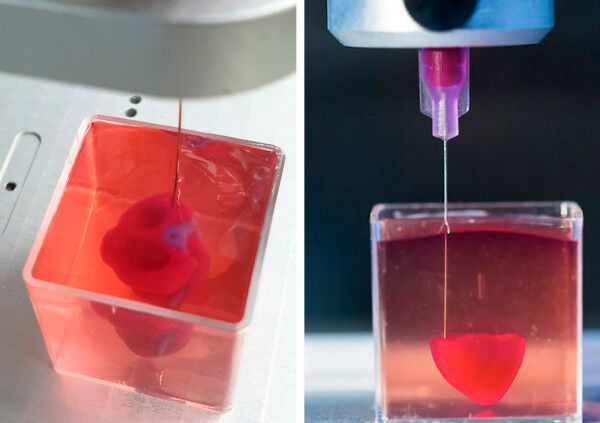 Das 3D-gedruckte Herz: Dieses Projekt zeigt das Potenzial der Methode zur Herstellung personalisierter Organe, gedruckt aus eigenem Gewebe des Patienten. (Bild: Tel Aviv University)