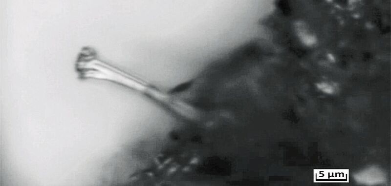Ein wachsender Dendrit aus Lithium: Lichtmikroskopische Aufnahme während der elektrochemischen Abscheidung des Metalls aus einer Elektrolytlösung. 