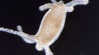 Der Süßwasserpolyp Hydra ist bekannt für seine Regenerationsfähigkeit. Nach Entfernung des Kopfes oder des Fußes – oder sowohl des Kopfes als auch des Fußes – ist Hydra in der Lage, die fehlenden Strukturen zu regenerieren; es bilden sich wieder intakte Tiere. Das Bild zeigt ein Hydra-Regenerat, bei dem zuvor Kopf und Fuß entfernt wurden, wobei die Regeneration mit rekombinantem Wnt dazu geführt hat, dass sich anstelle eines regenerierten Fußes ein zweiter Kopf mit Tentakeln gebildet hat. (Bild: Anja Tursch und Thomas W. Holstein (Universität Heidelberg))