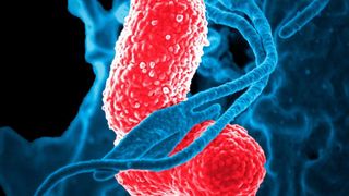 Zu jenen Bakteriengruppen, die unter der Abkürzung ESKAPE geläufig und massiv für die steigenden Antibiotika-Resistenzen bei nosokomialen Infektionen verantwortlich sind, gehört auch Klebsiella pneumoniae. (gemeinfrei)
