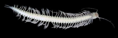 Giftiger Unterwasserkrebs: Xibalbanus tulumensis enthält Toxine, die sich für die Entwicklung von Wirkstoffen gegen neurologische Erkrankungen eignen. (Bild:  Björn M. von Reumont)