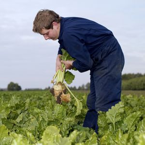 Ein Deloitte Report hebt den Wettbewerbsvorteil hervor, den die Niederlande durch ihre geringeren Kosten in der Produktion von Zucker haben