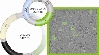 Die McBoxGFP enthält Minicircle-DNA mit dem grün fluoreszierenden Protein (GFP) sowie das entsprechende herkömmliche Plasmid.  (Bild: PlasmidFactory)