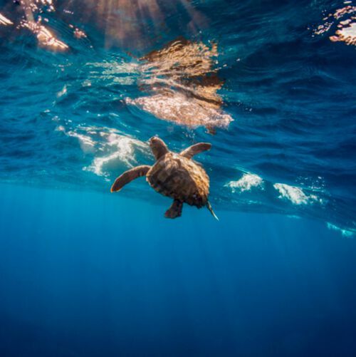 A new experiment seeks to help solve the question of how tropical, temperature-sensitive turtles manage to cross a cold deep-ocean zone. A new experiment seeks to help solve the question of how tropical, temperature-sensitive turtles manage to cross a cold deep-ocean zone.