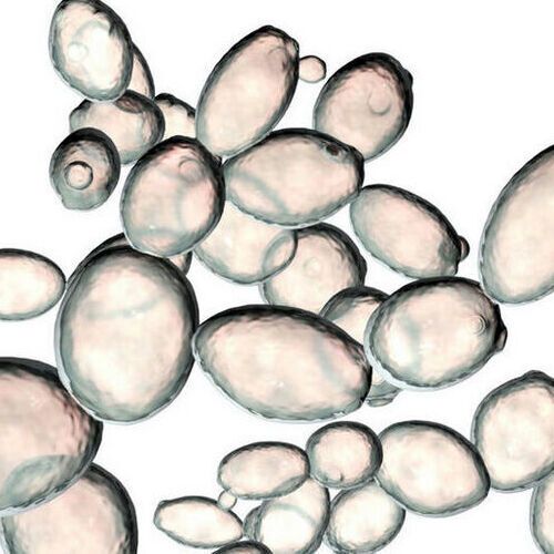 Saccharomyces cerevisiae yeast. Saccharomyces cerevisiae yeast.