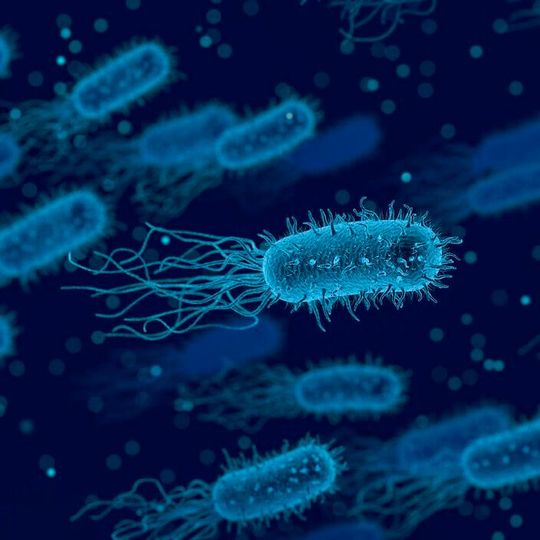 Bacteria are potentially useful drug delivery vehicles. Bacteria are potentially useful drug delivery vehicles.