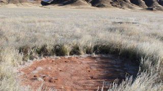 Südafrikanische Wissenschaftler haben die so genannten Feenkreise in der Namibwüste mit der Thermodesorptions-GC/MS untersucht. (Guido Deußing)