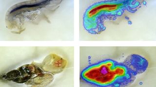 Bachflohkrebse (oben) und Spitzschlammschnecken nehmen Schadstoffe im Körper sehr unterschiedlich auf. Entscheidend ist die Konzentration im Nervengewebe. Die ist beim Kleinkrebs viel höher als bei der Schnecke. (Bild: Eawag)
