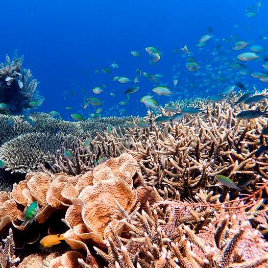 Heathy coral reef in Indonesia Heathy coral reef in Indonesia