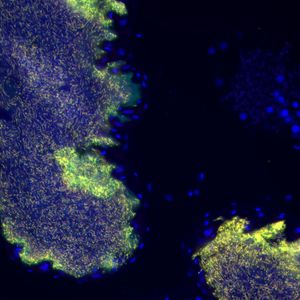 ((c) Paul Gaube und Laura V. Flórez, Johannes-Gutenberg-Universität Mainz)