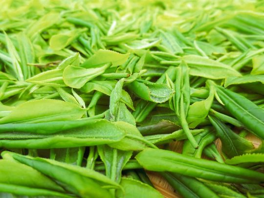 Frisch gepflückter Tee. Das chinesisch-deutsche Forscherteam analysierte mehr als 200 verschiedene Sorten und identifizierte ihre Genvarianten.(Bild:  Weiwei Wen / Huazhong Agricultural University)